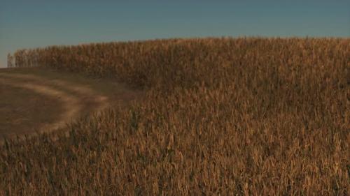 Videohive - Gold Wheat Field at Sunset Landscape - 35252648 - 35252648