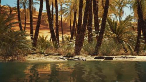 Videohive - Green Oasis with Pond in Sahara Desert - 35252676 - 35252676