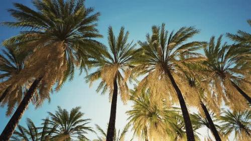 Videohive - Palm Trees at Santa Monica Beach - 35252678 - 35252678