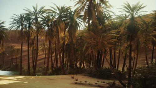 Videohive - Palm Trees Inside the Dunes - 35250513 - 35250513