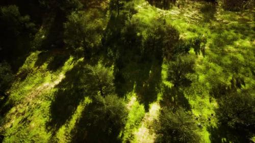 Videohive - Tropical Forest in Morning View of Highland Malaysia - 35251287 - 35251287