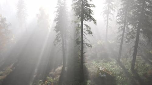 Videohive - Bright Early Morning Forest in Mountains - 35325359 - 35325359