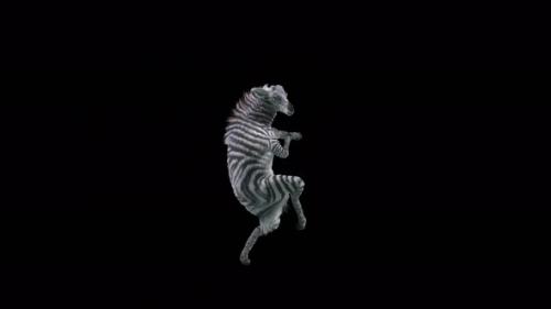 Videohive - 32 Zebra Dancing 4K - 35344850 - 35344850