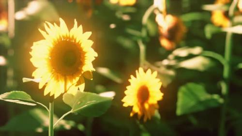 Videohive - Many Bright Yellow Big Sunflowers in Plantation Fields on Evening Sunset - 35367017 - 35367017