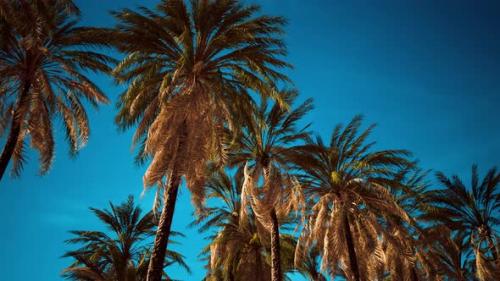 Videohive - Palms at Blue Sky Background - 35367178 - 35367178