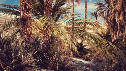 Videohive - Palm Trees in the Desert with Sand Dunes - 35367187 - 35367187