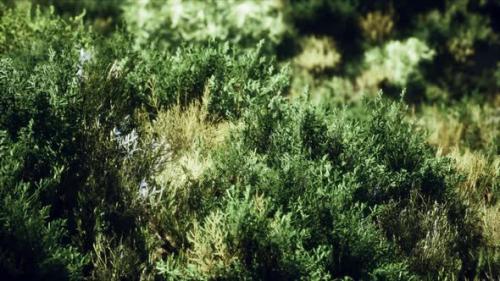 Videohive - Dried Grass Tufts on Moorland - 35367517 - 35367517