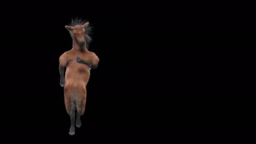 Videohive - 34 Horse Dancing 4K - 35244938 - 35244938