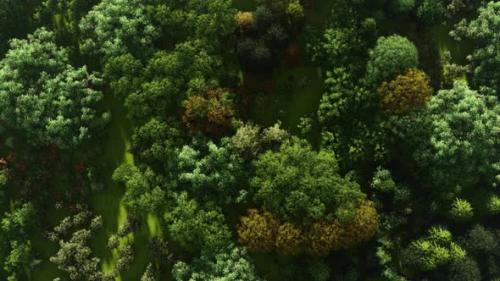 Videohive - Forest Top View Fly - 35315411 - 35315411