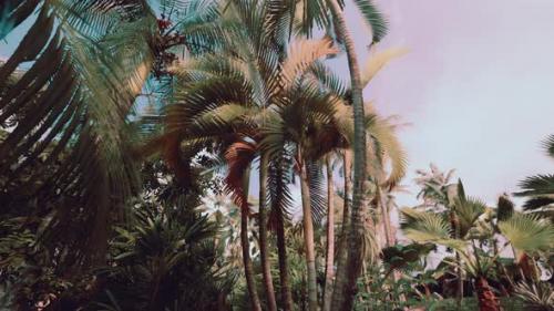 Videohive - Tropical Palms and Plants at Sunny Day - 35324648 - 35324648