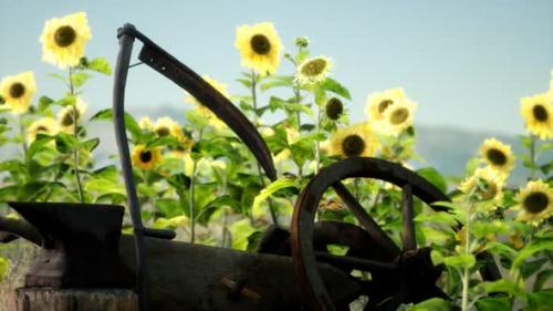 Videohive - Old Vintage Style Scythe and Sunflower Field - 35324677 - 35324677