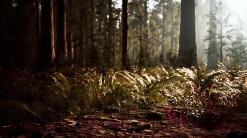 Videohive - Tall Forest of Sequoias in Yosemite National Park - 35324724 - 35324724