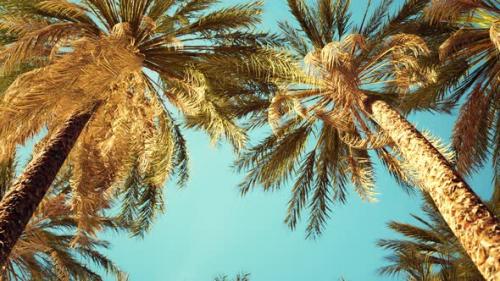 Videohive - Palm Trees at Santa Monica Beach - 35324943 - 35324943