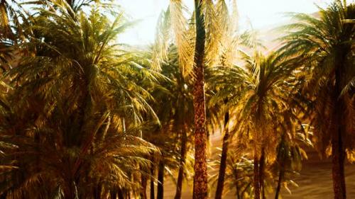 Videohive - Palm Trees Inside the Dunes - 35325031 - 35325031