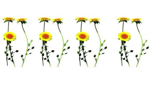 Videohive - Sunflower Botanical Nature 3D Rendering - 35329118 - 35329118