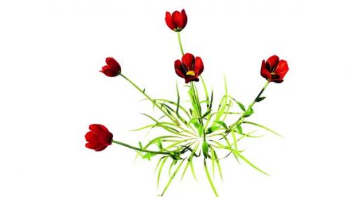 Videohive - Coquelicot Botanical Flowers 3D Rendering - 35358865 - 35358865