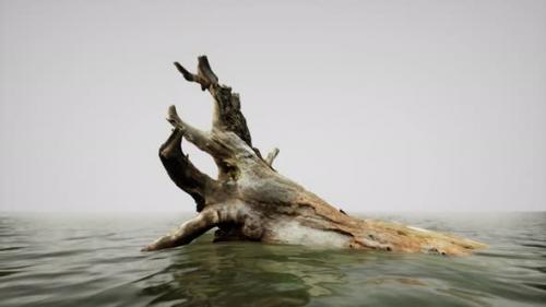 Videohive - Dead Oak Tree in the Atlantic Ocean Water - 35366968 - 35366968