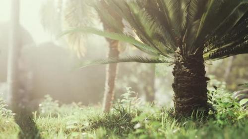 Videohive - Tropical Garden with Palm Trees in Sun Rays - 35366987 - 35366987