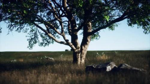 Videohive - African Landscape with a Beautiful Big Tree - 35367005 - 35367005