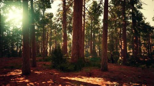 Videohive - Famous Big Sequoia Trees are Standing in Sequoia National Park - 35367038 - 35367038