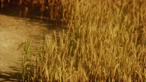 Videohive - the Field of Ripe Rye at Sunset - 35367077 - 35367077