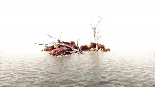 Videohive - Dead Trees on the Pacific Ocean Rocks in Fog - 35367126 - 35367126