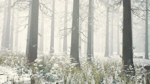 Videohive - Frozen Winter Forest in the Fog - 35367172 - 35367172