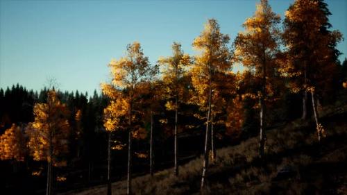 Videohive - Mountain Autumn Landscape with Yellow Forest - 35367192 - 35367192