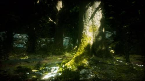 Videohive - Forest Landscape with Old Massive Trees and Mossy Stones - 35367342 - 35367342