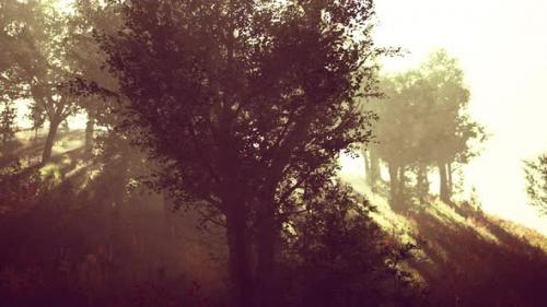 Videohive - Beautiful Summer Morning in the Forest Hyperlapse - 35367495 - 35367495