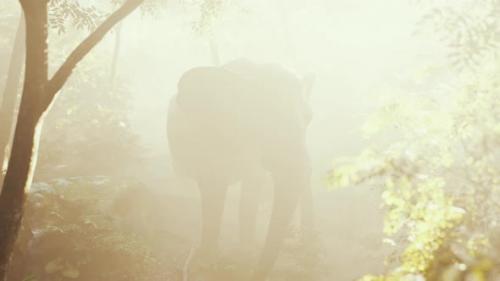 Videohive - Elephant in Tropical Forest with Fog - 35367614 - 35367614