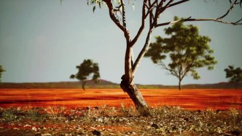 Videohive - Dry African Savannah with Trees - 35367771 - 35367771