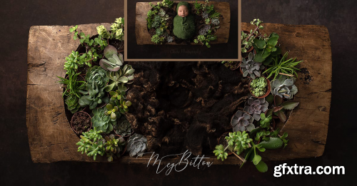 Meg Bitton - Simple Succulents Digital Background