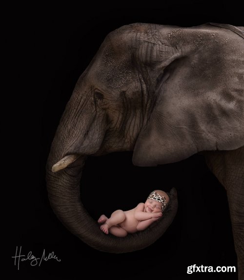  2X Elephant Newborn/Sitter Digital Backdrop/Background Photography Prop