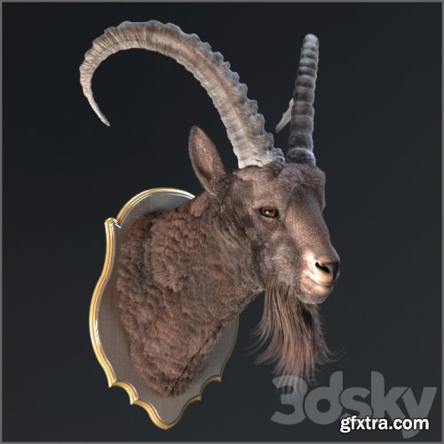 Siberian ibex