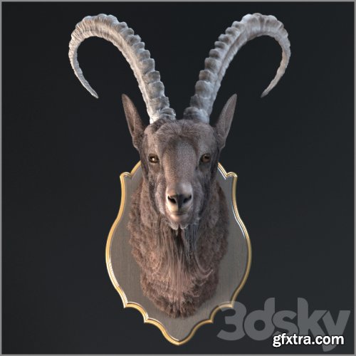 Siberian ibex