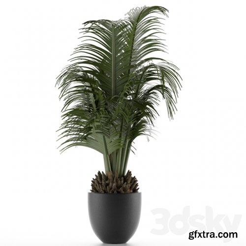 House Plant 30