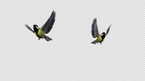 Videohive - Yellow Titmice - Two Birds - Flying Transition 2 - Alpha Channel - 35289297 - 35289297