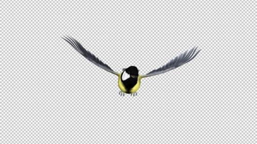 Videohive - Yellow Titmouse Bird - Flying Loop - Front View - 35289300 - 35289300