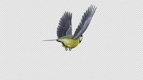 Videohive - Yellow Titmouse Bird - Flying Loop - Back Side - 35289301 - 35289301