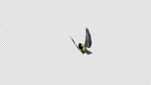 Videohive - Yellow Tit Bird - Flying Transition 2 - Alpha Channel - 35289304 - 35289304