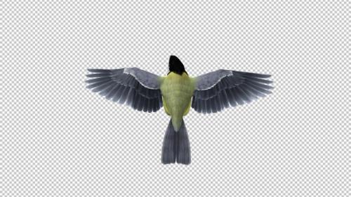 Videohive - Yellow Titmouse Bird - Flying Loop - Back Top - 35289305 - 35289305