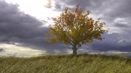 Videohive - Lonely Autumn Tree - 35290115 - 35290115