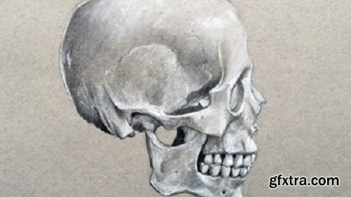 Portrait Drawing The Smart Way - The Skull - Profile View