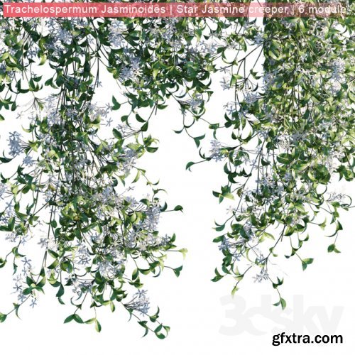 Trachelospermum Jasminoides | Star Jasmine creeper | 6 module