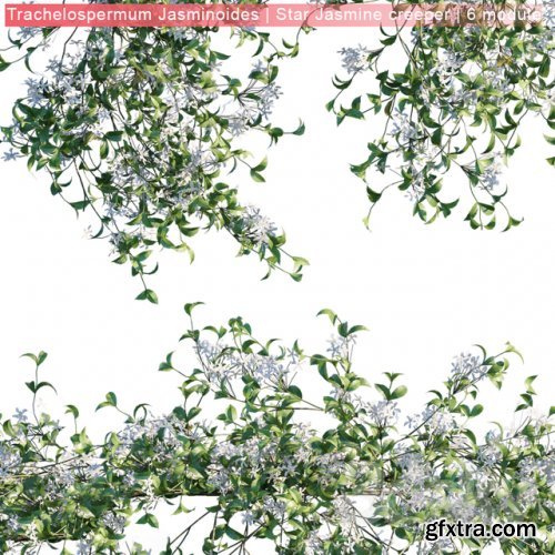 Trachelospermum Jasminoides | Star Jasmine creeper | 6 module