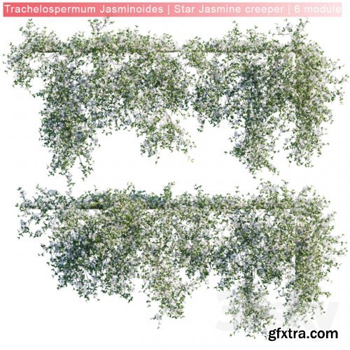 Trachelospermum Jasminoides | Star Jasmine creeper | 6 module