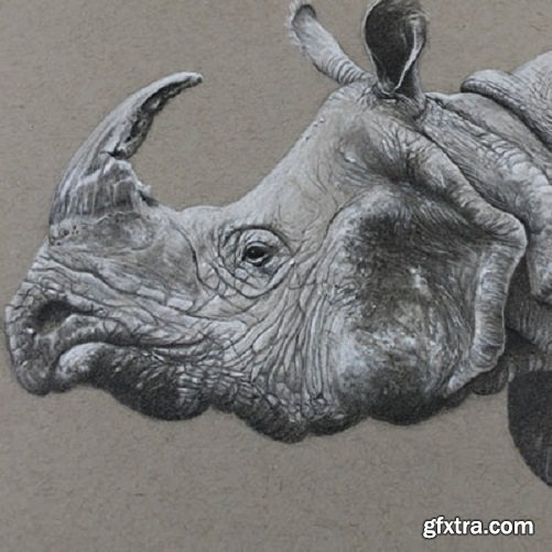 The Virtual Instructor - Rhino with Graphite and White Charcoal