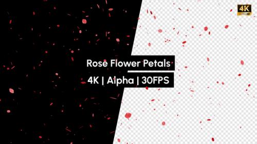 Videohive - Rose Flower Petals Falling with Alpha - 35492205 - 35492205