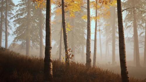 Videohive - Sunrise Fog in Birch Tree Forest - 35495960 - 35495960